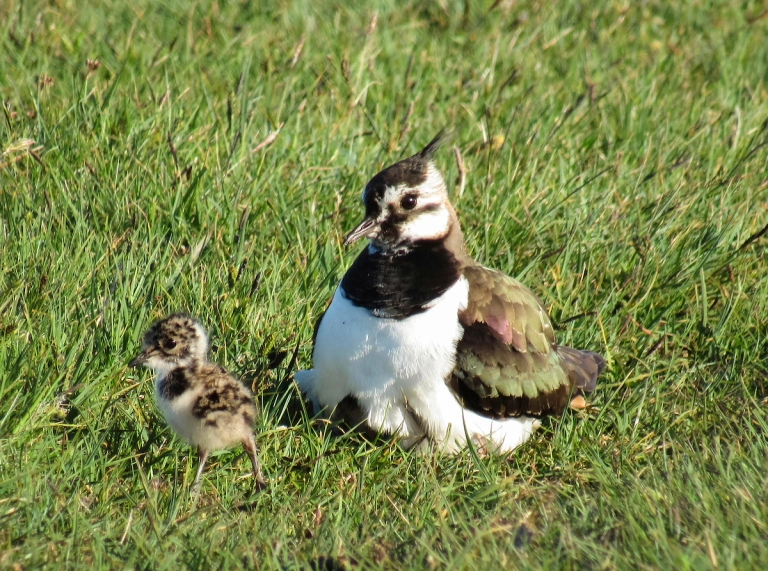 Lapwing sitting on grass with a baby lapwing standing next to it