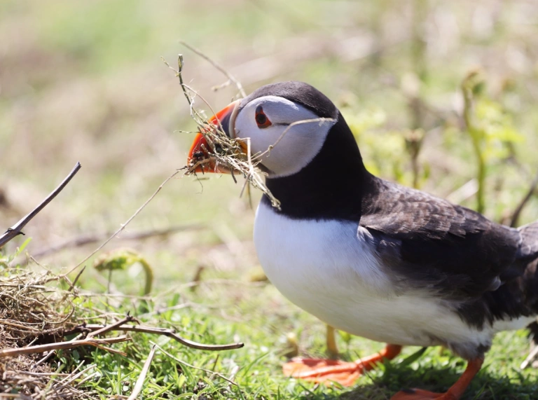 Atlantic Puffin with grass in its beak.