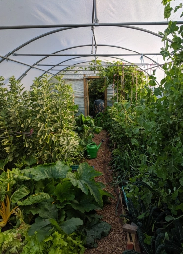 Vegetables growing inside of a greenhouse