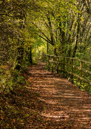 An autumnal path covered in leaves through a wood