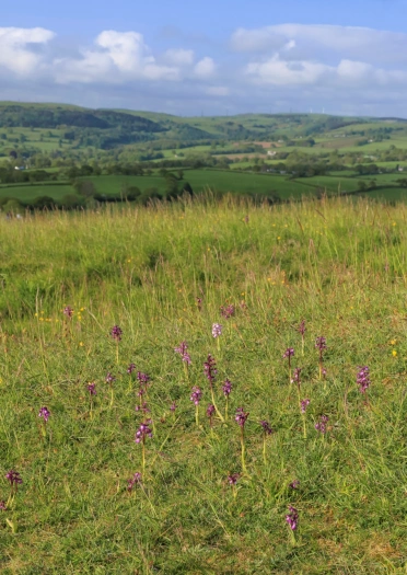 A grassland filled with purple flowers, with hills in the distance.