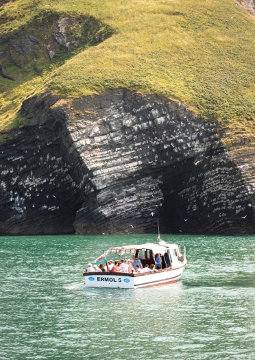Dolphin spotting boat trip on the shores of New Quay