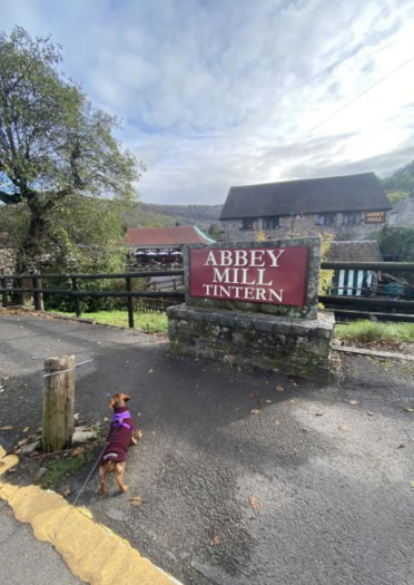 A dachshund outside a mill.