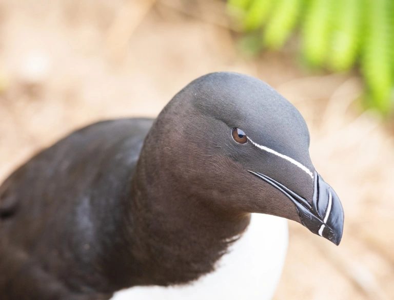 A black and white sea bird sat on the ground.