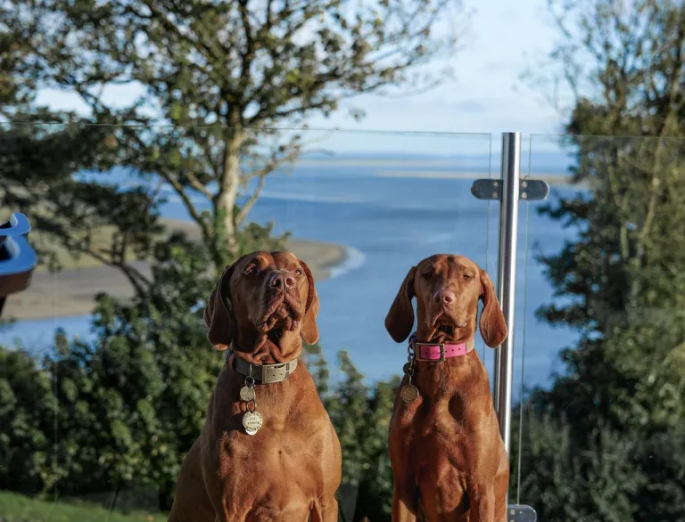 two Vizslas dogs 
