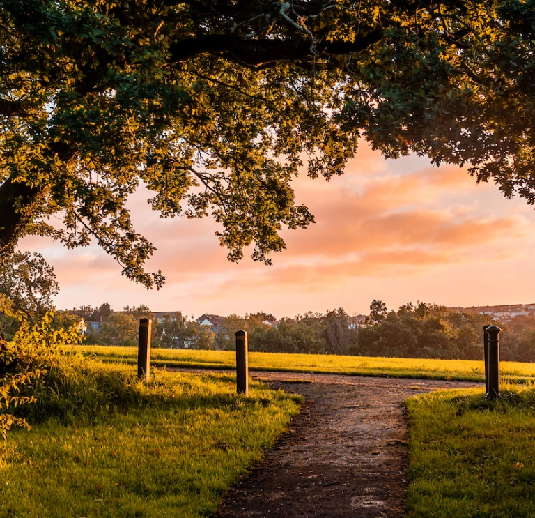 Tree arching over in the foreground with view across the green parkland of Cyfarthfa Park, Merthyr Tydfil.