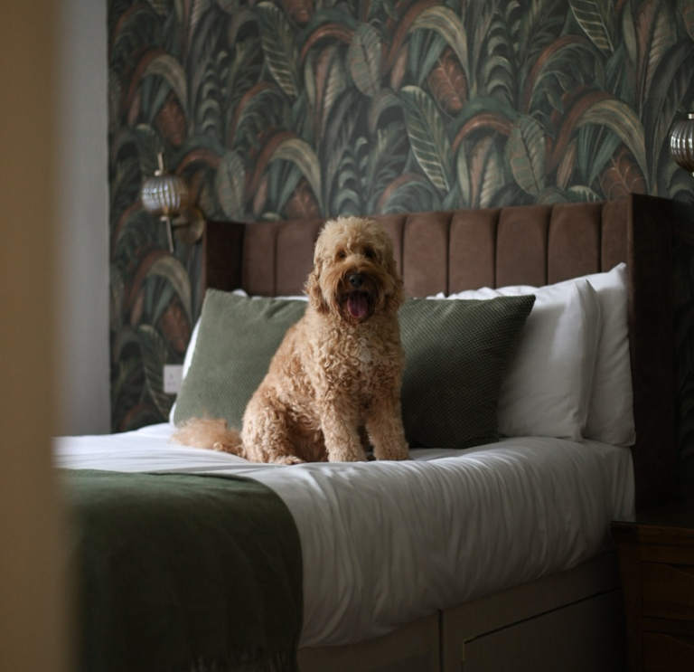 Dog sat on a bed in luxury hotel bedroom.