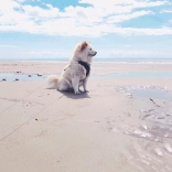 A large fluffy white dog on a sandy beach.