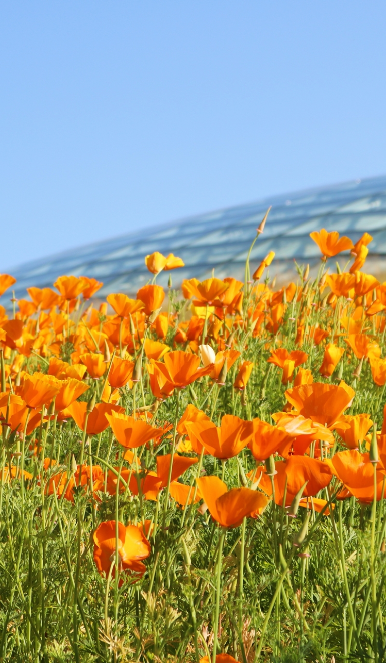 Orange and red poppies growing in a field against blue sky