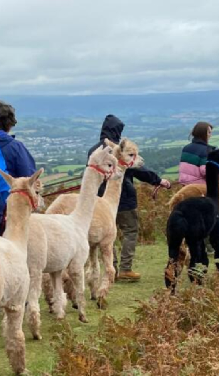 A group of people walking alpacas on a hillside path.